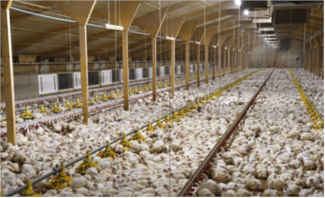 فروش مستقیم مرغ تخمگذار صنعتی در استان اصفهان و فارس